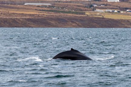 AkureyriWhales winter 5